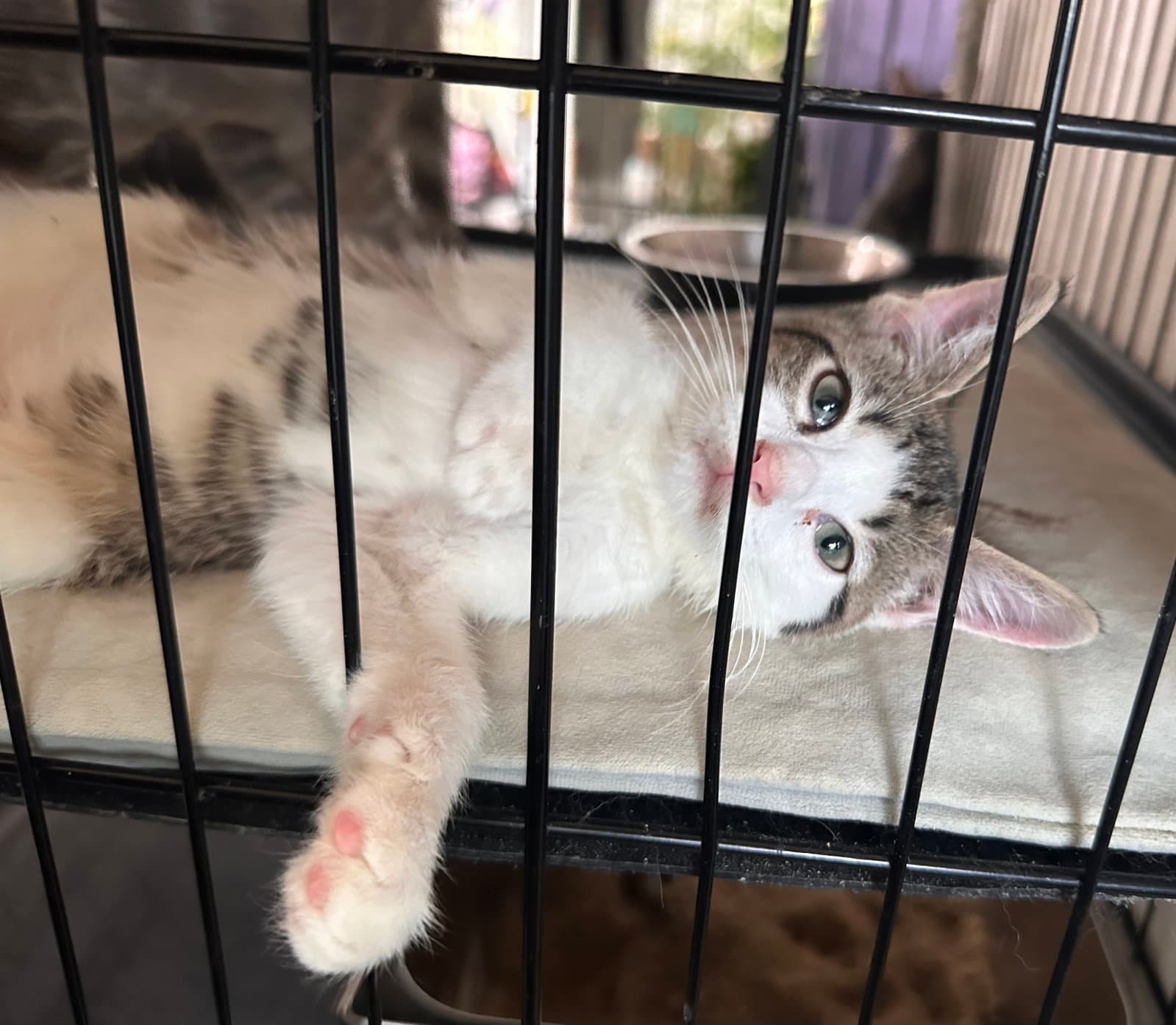 Robin - Domestic Short Hair