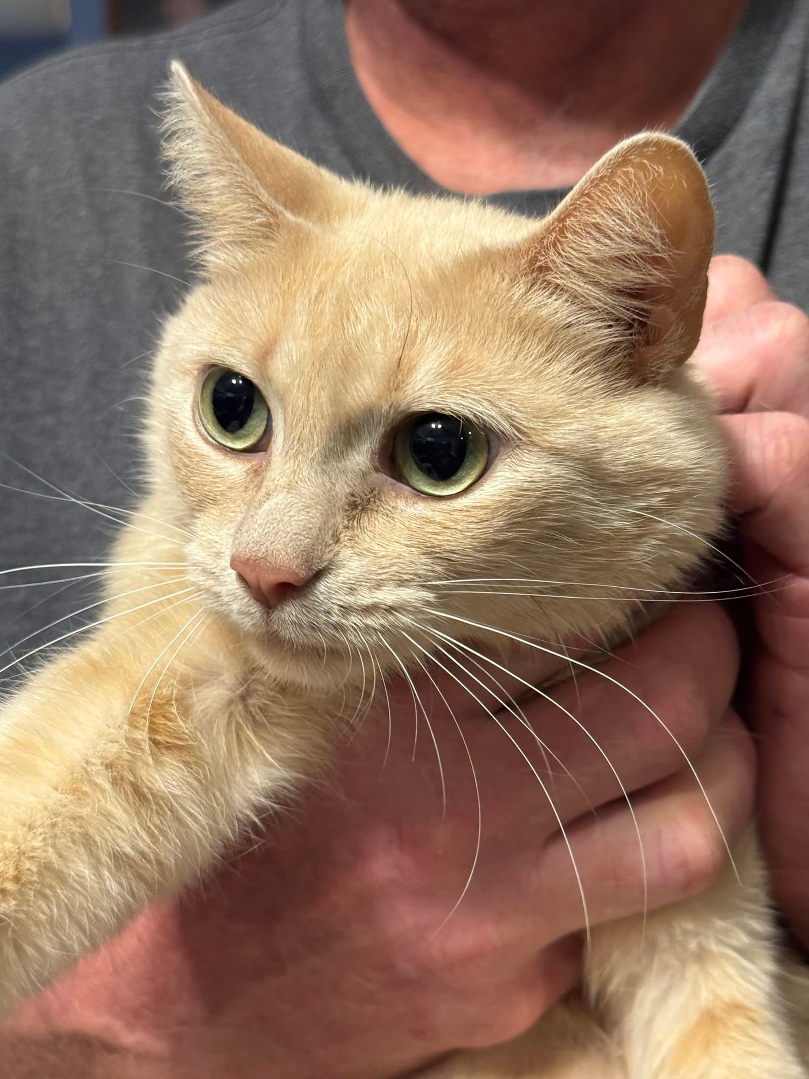 Maggie - Domestic Short Hair