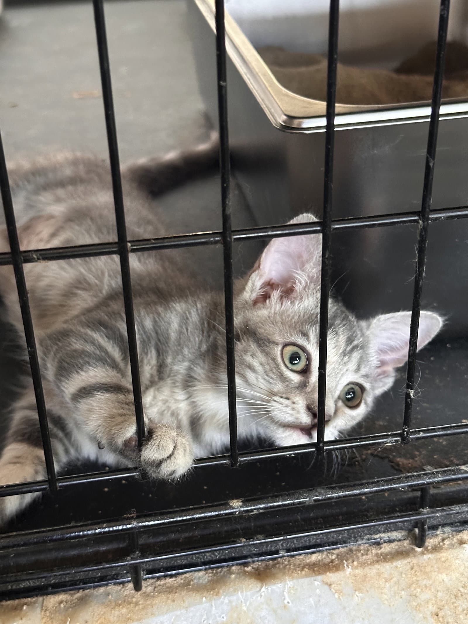 Seham - Domestic Short Hair