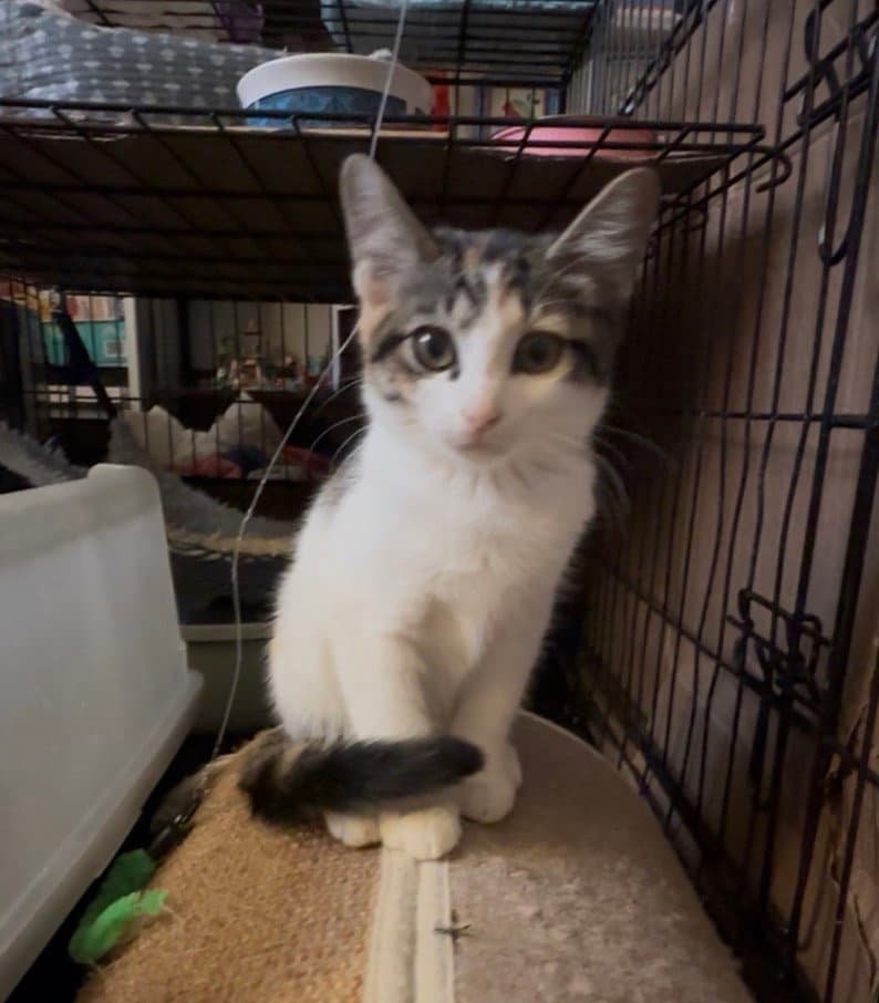 Truffle - Domestic Short Hair