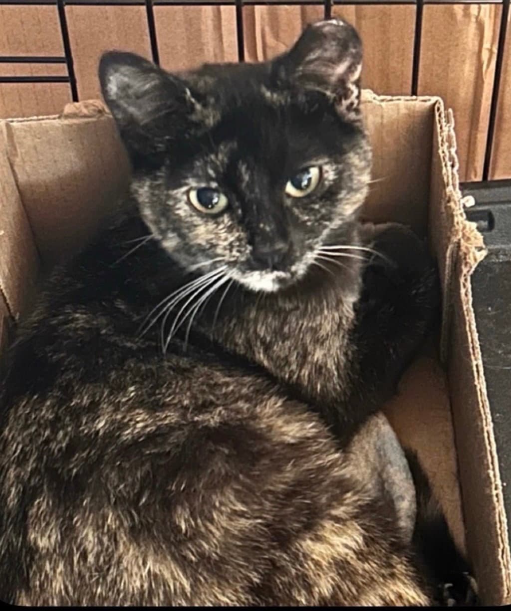 Teresa - Domestic Short Hair