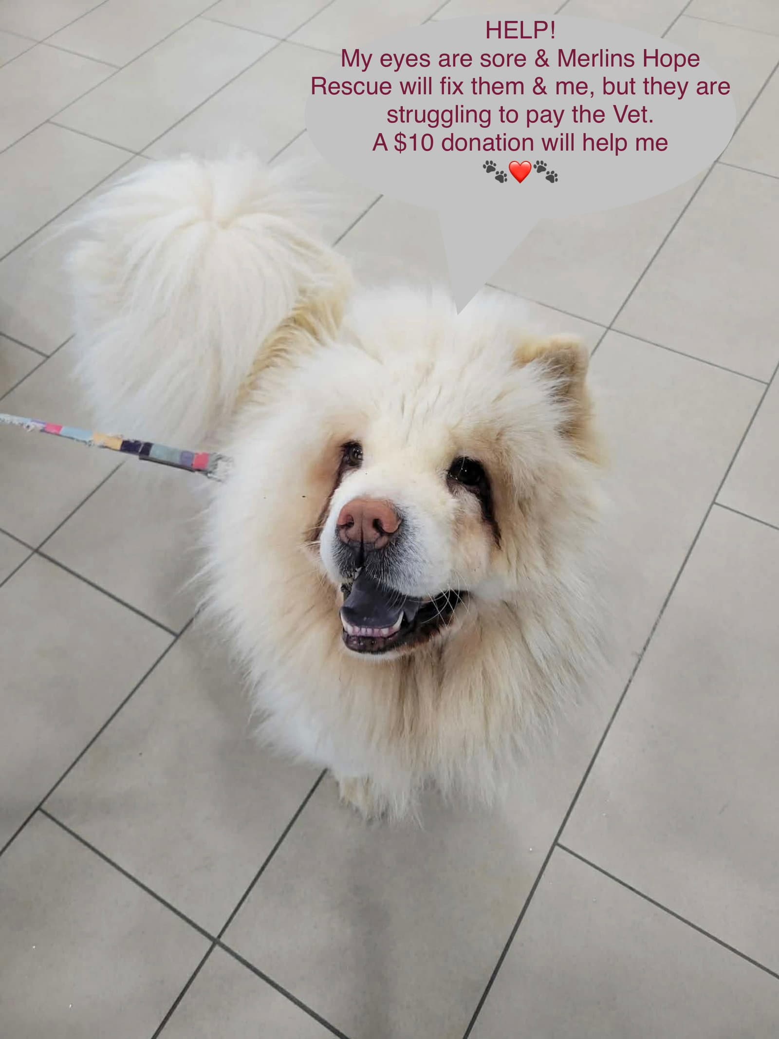 Leela - Chow Chow