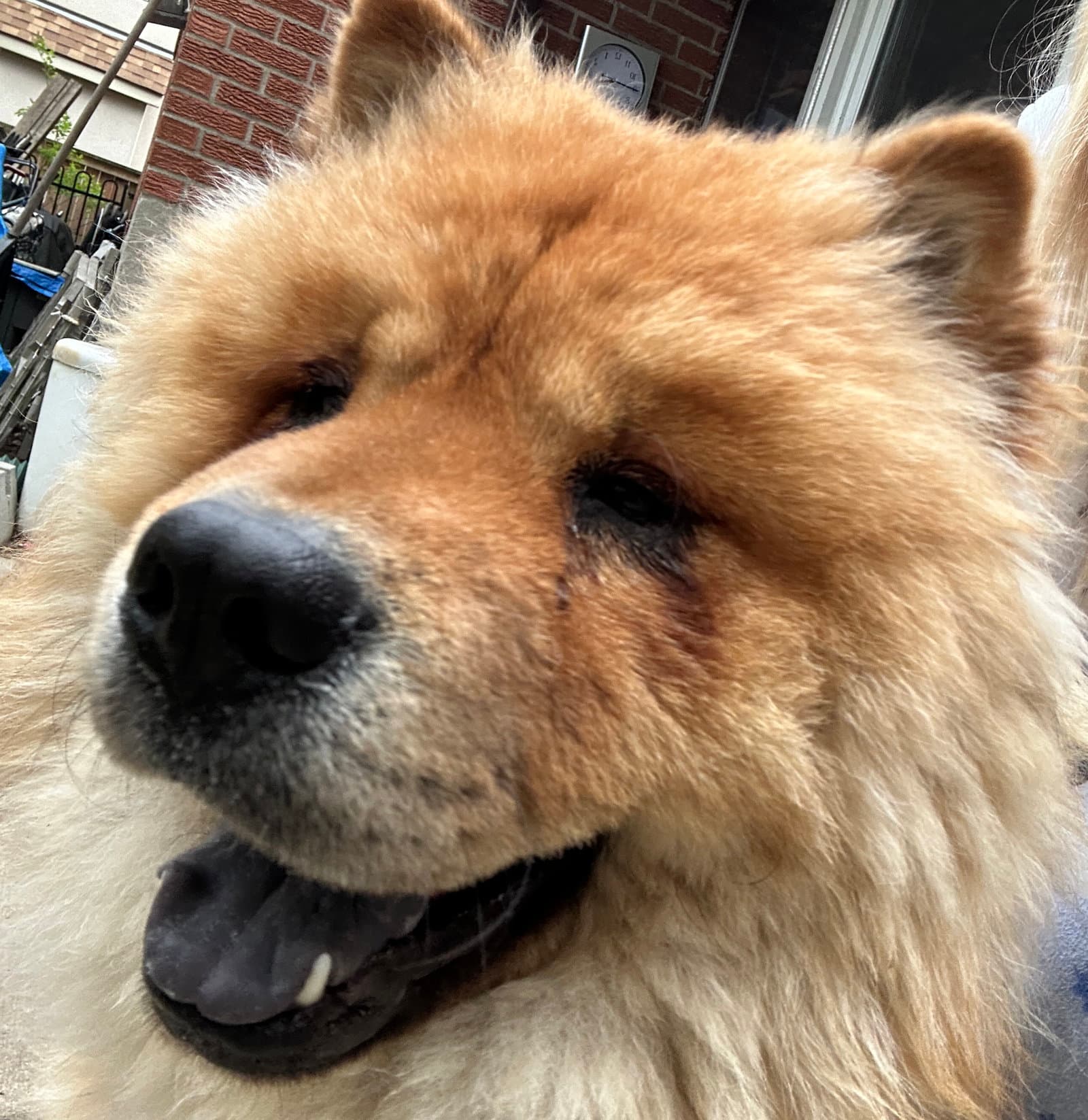 Wolfie - Chow Chow
