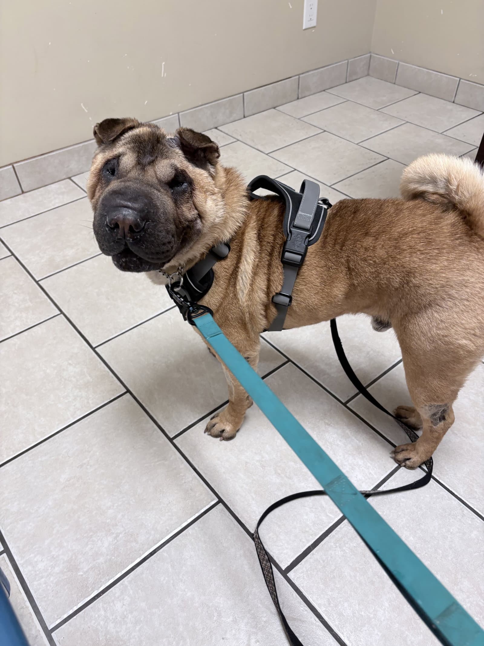 Pretzel - Chinese Shar-Pei