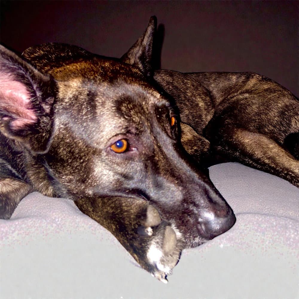 Kota - Dutch Shepherd