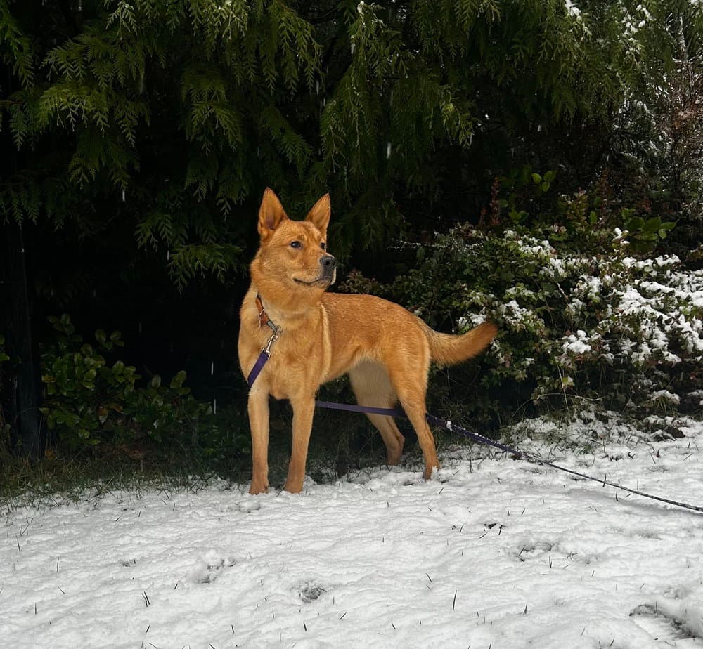 Buttercup - Shepherd