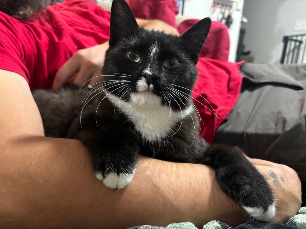 Otto - Domestic Short Hair