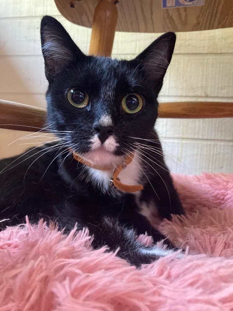 Juno - Domestic Short Hair
