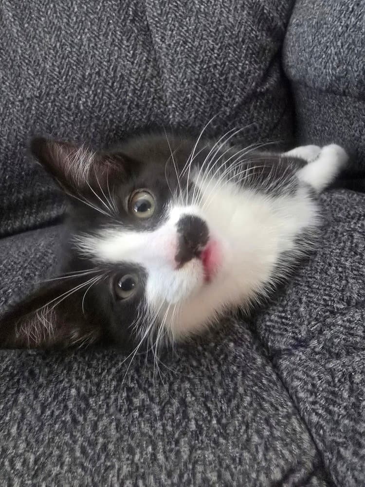 Phantom - Domestic Short Hair