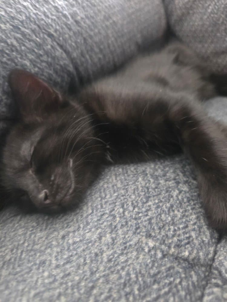 Raoul - Domestic Short Hair