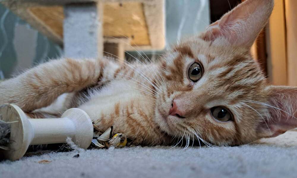 Asher - Domestic Short Hair