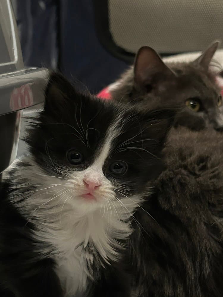 Hotdog Princess - Domestic Medium Hair