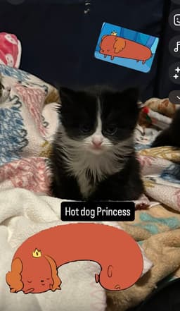 Hotdog Princess image 2