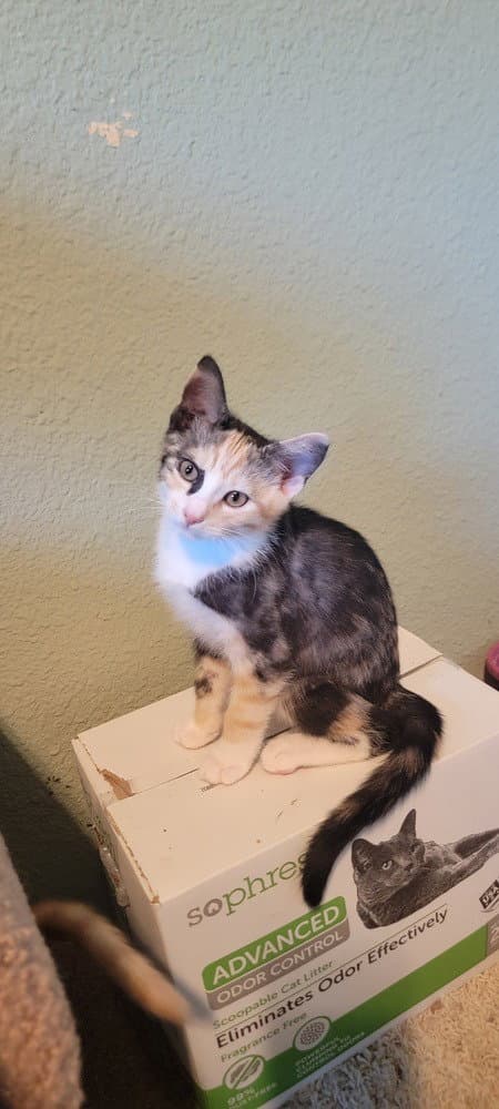 Princess Donut - Domestic Short Hair