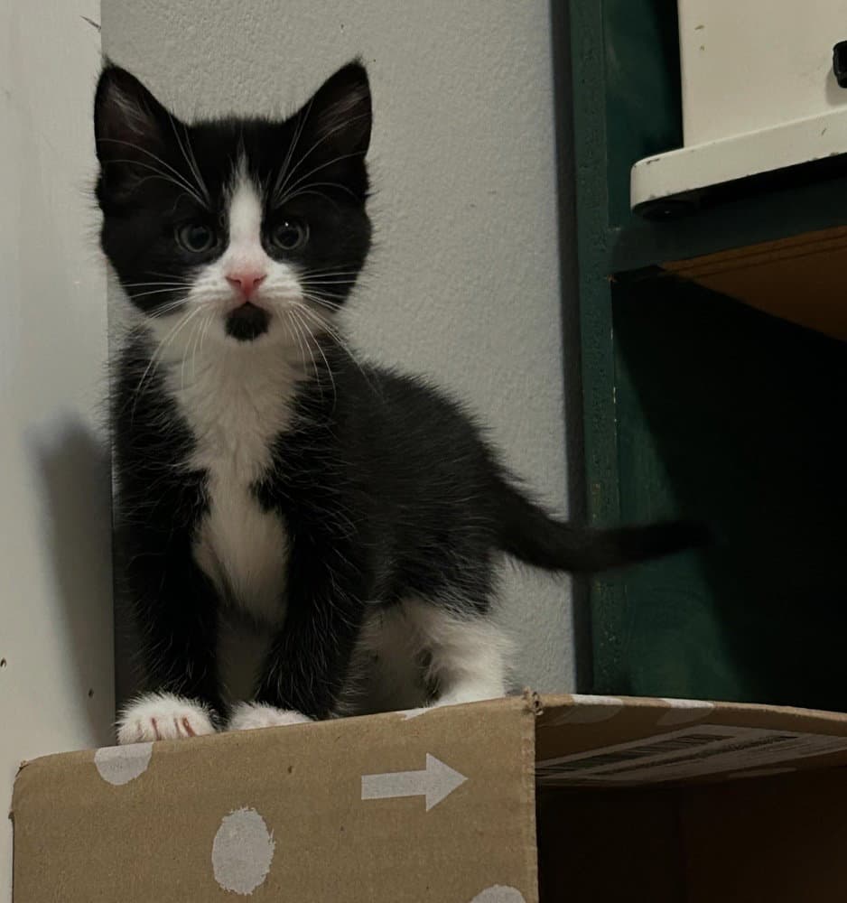 Gunter - Domestic Short Hair