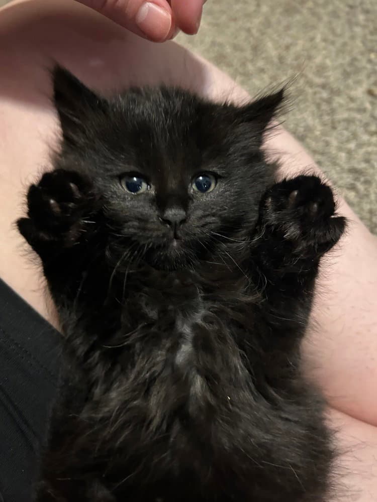 Marceline - Domestic Medium Hair