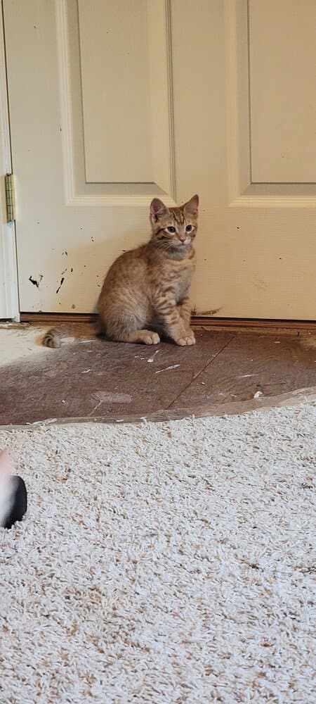 Mongo - Domestic Short Hair