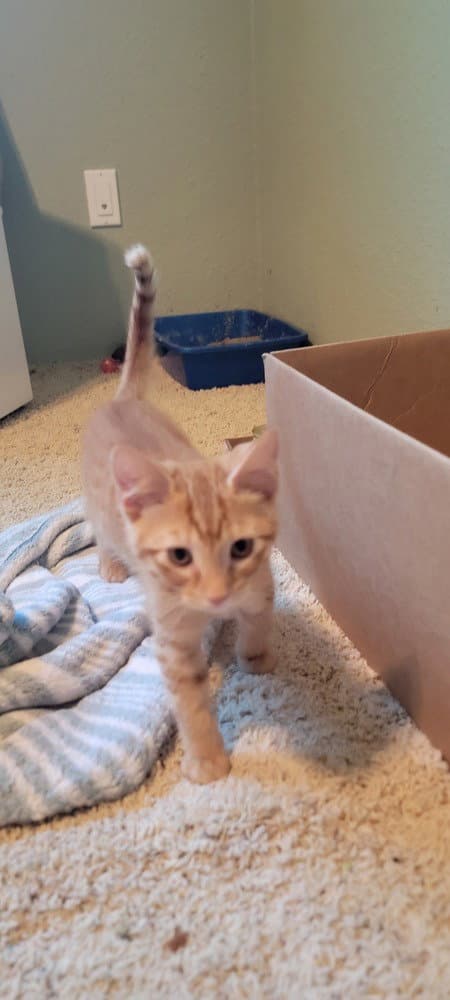 Mordecai - Domestic Short Hair