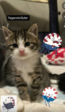 Peppermint Butler image 1