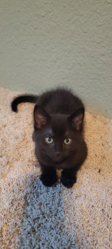 Prepotente - Domestic Short Hair
