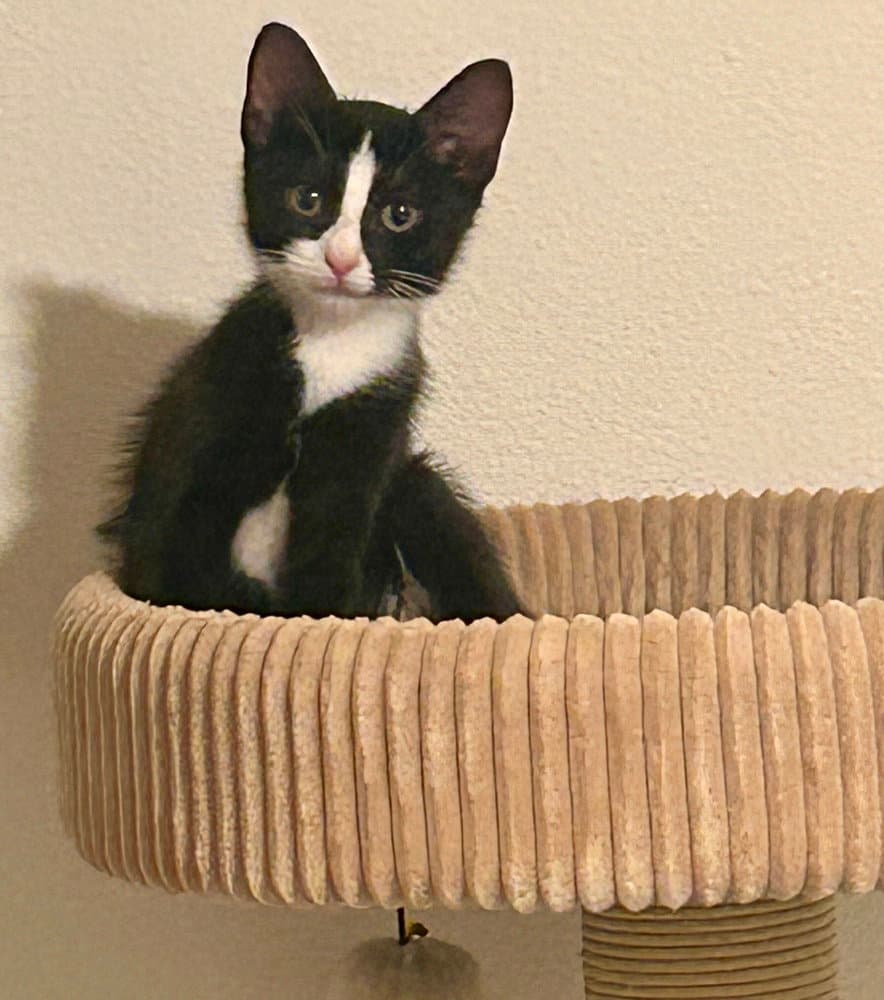 Lilac - Domestic Short Hair