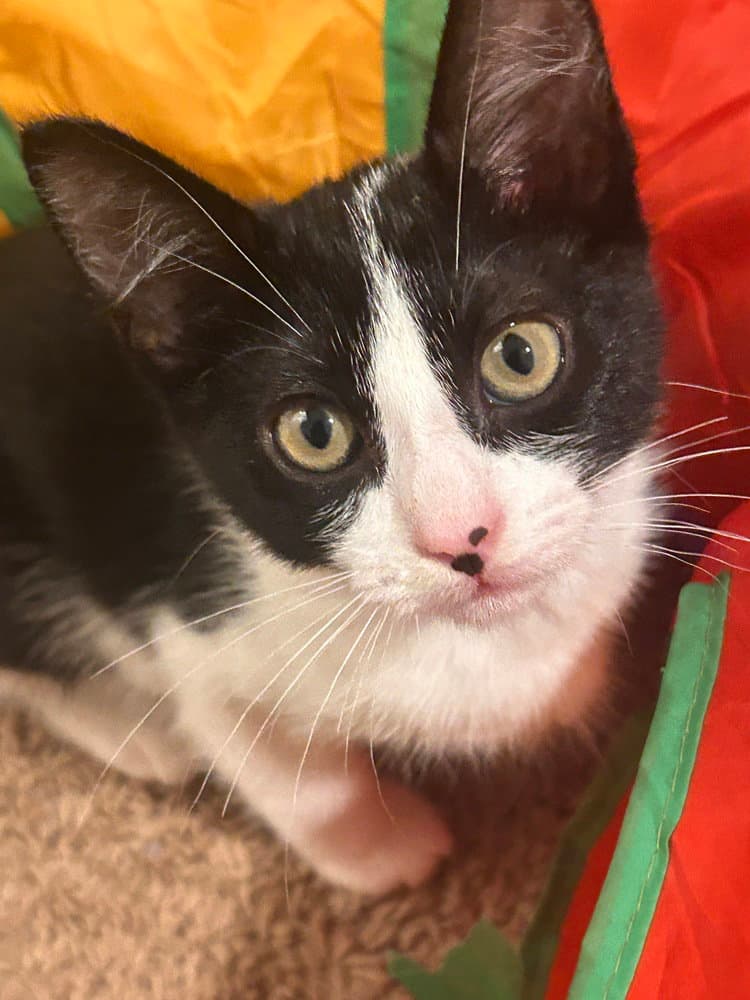 Iris - Domestic Short Hair