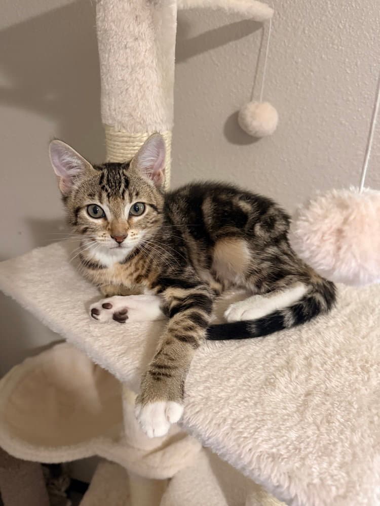 Biscotti - Domestic Short Hair