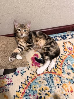 Biscotti image 3