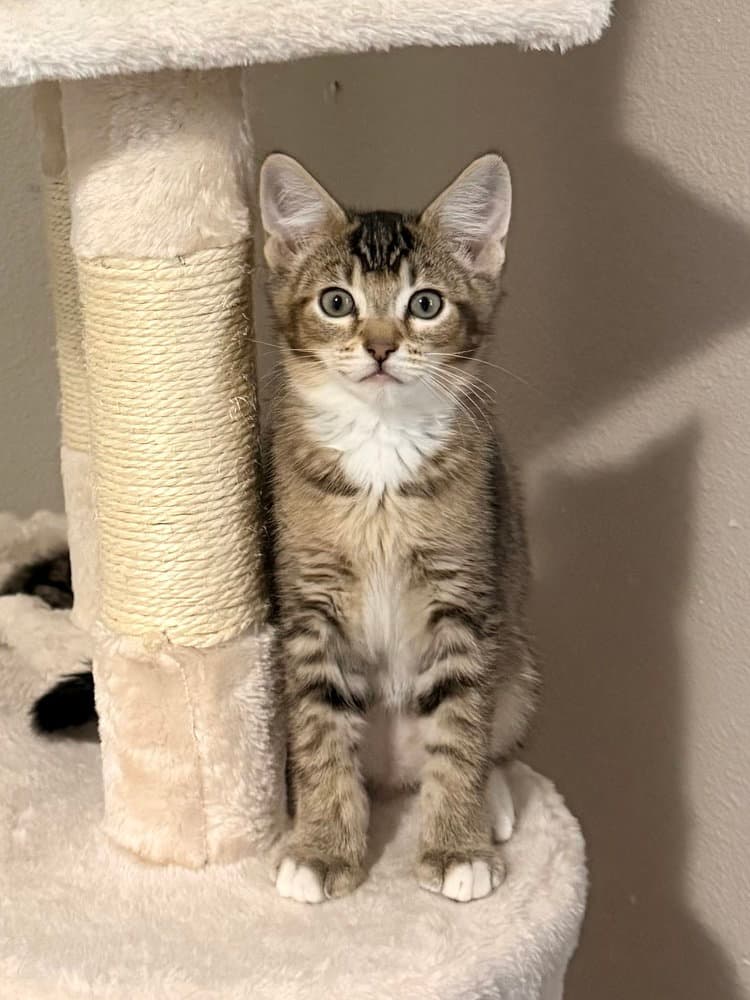 Cannoli - Domestic Short Hair