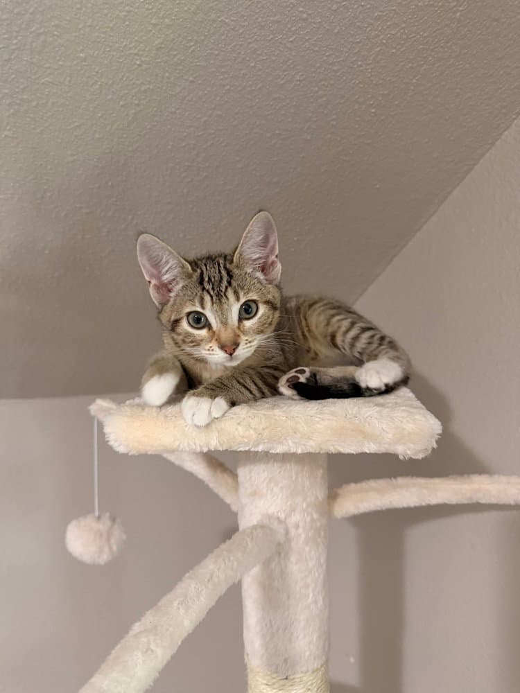 Spumoni - Domestic Short Hair