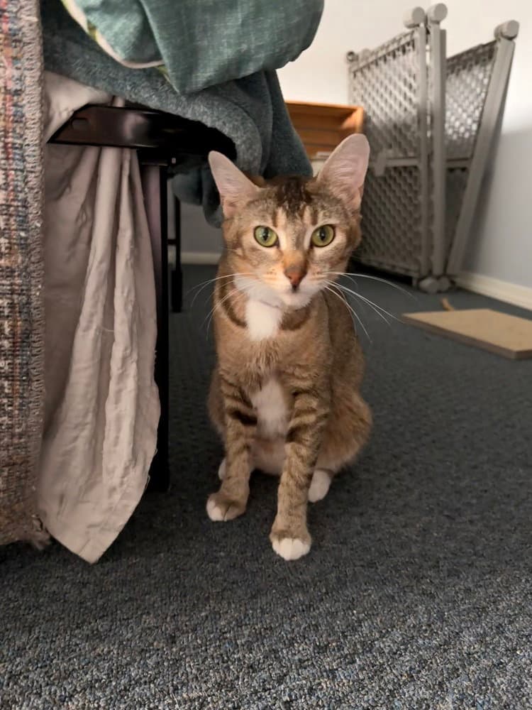 Dolce - Domestic Short Hair