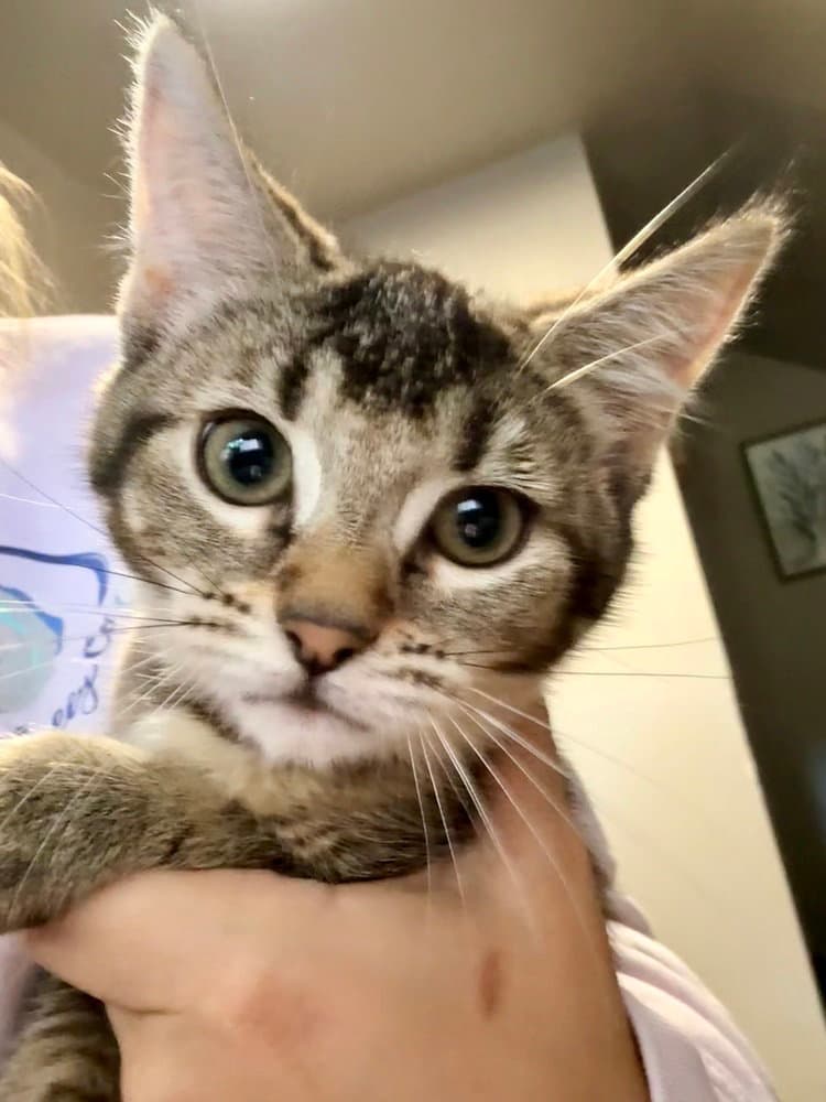 Tiramisu - Domestic Short Hair