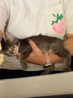 Tiramisu image 3