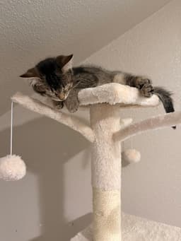 Tiramisu image 4