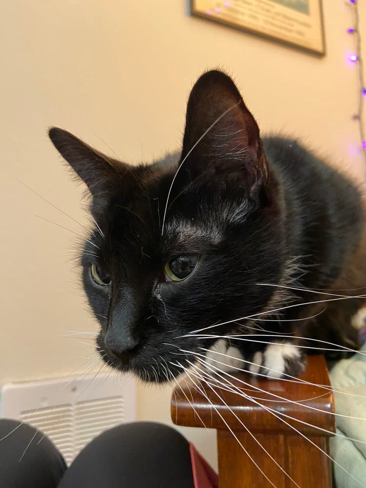 Patchouli - Domestic Short Hair