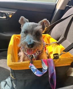 Noodles image 1