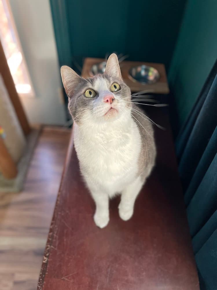 Myrtle - Domestic Short Hair