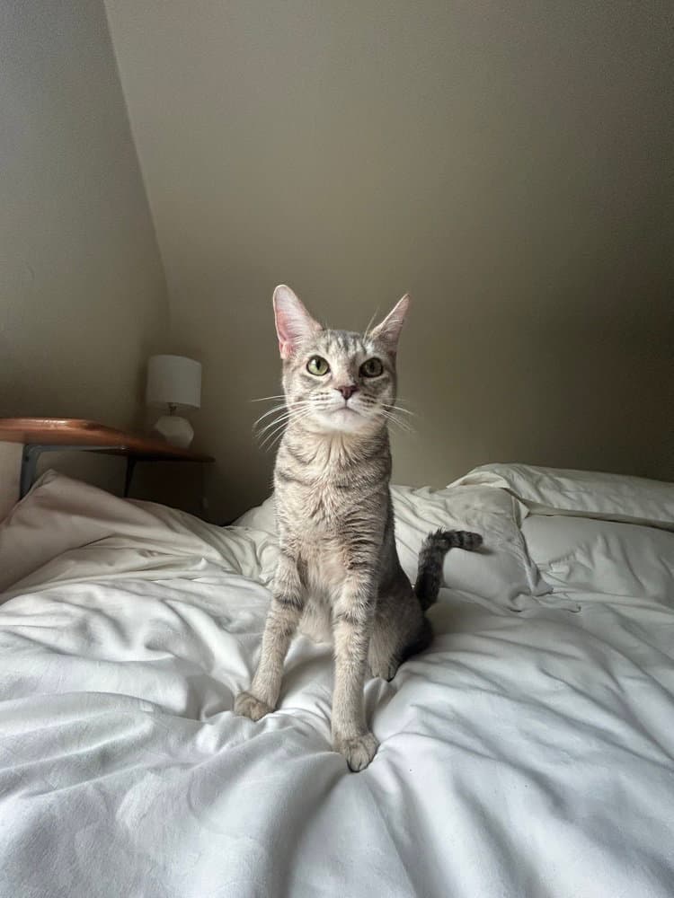 Luna - Domestic Short Hair