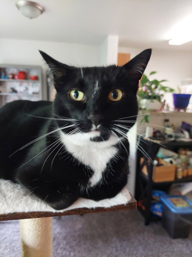 Velvet - Domestic Short Hair