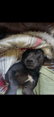 Emmett image 2