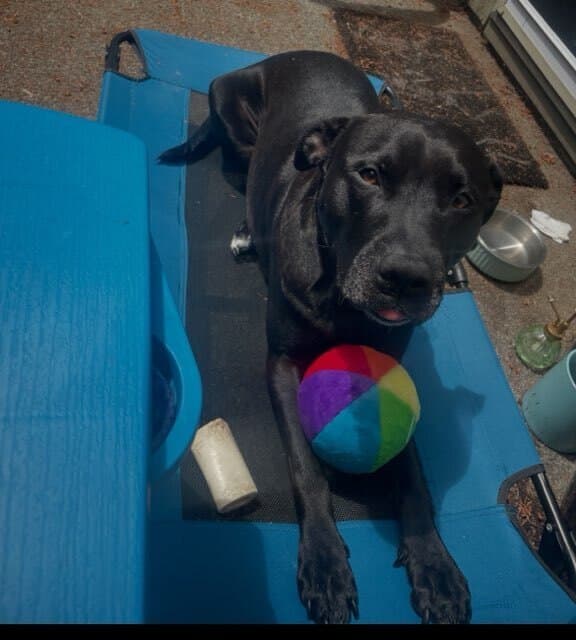 Emmett - Labrador Retriever