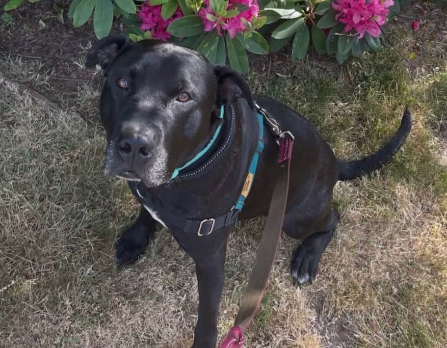 Emmett - Labrador Retriever