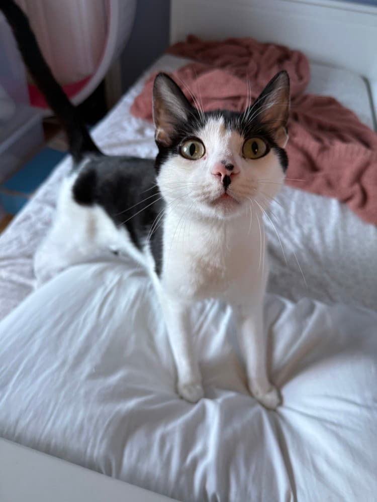 Mira - Domestic Short Hair