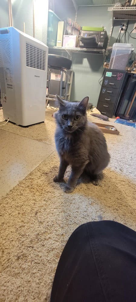 Audrey - Domestic Medium Hair