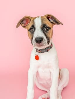 Bella image 1