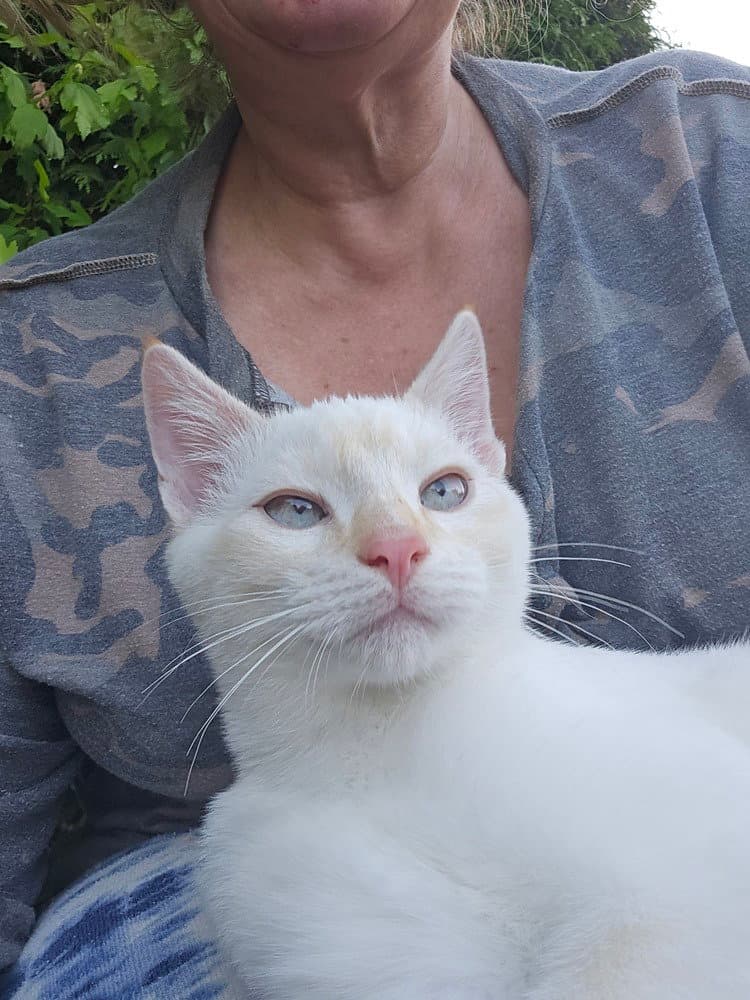 Frosty - Domestic Short Hair