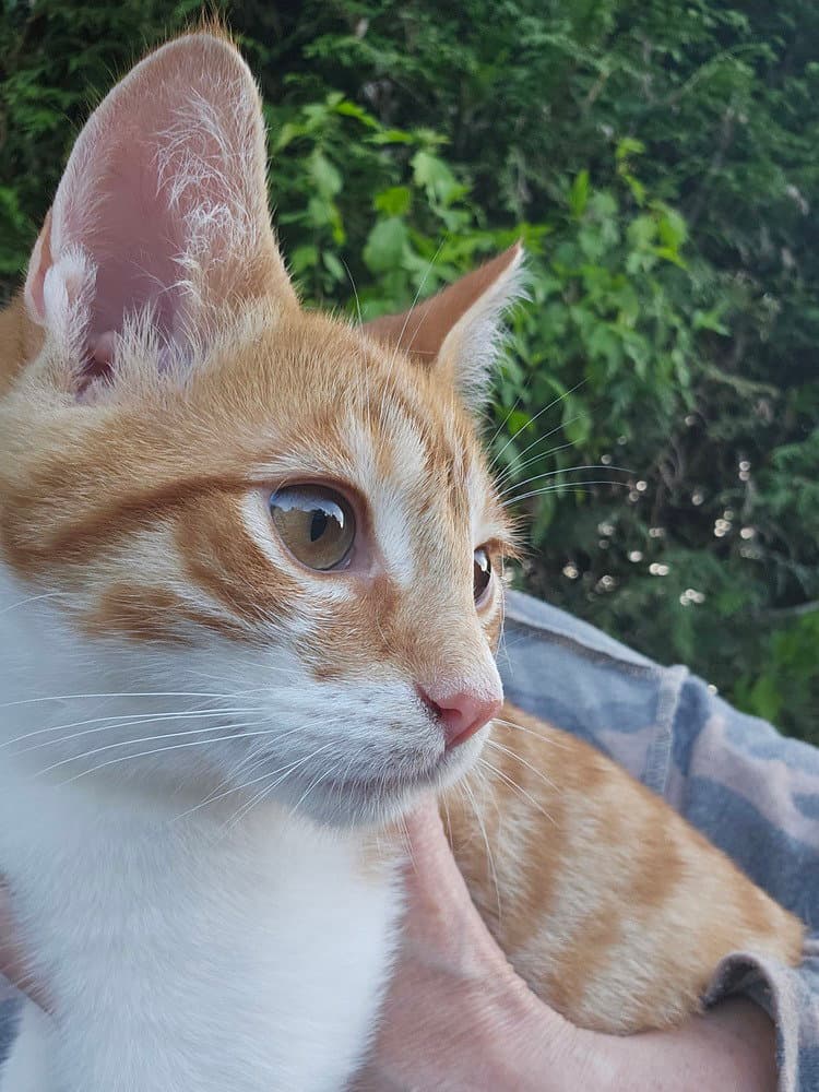 Oliver - Domestic Short Hair