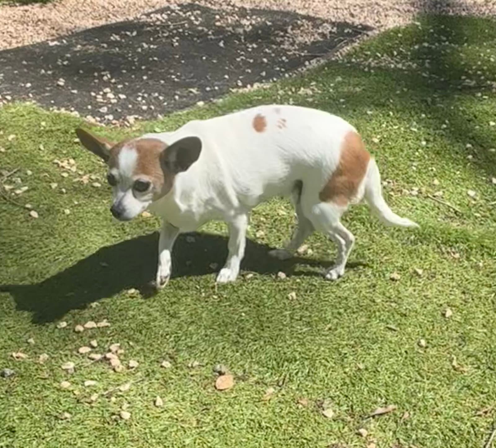 Gabby - Chihuahua