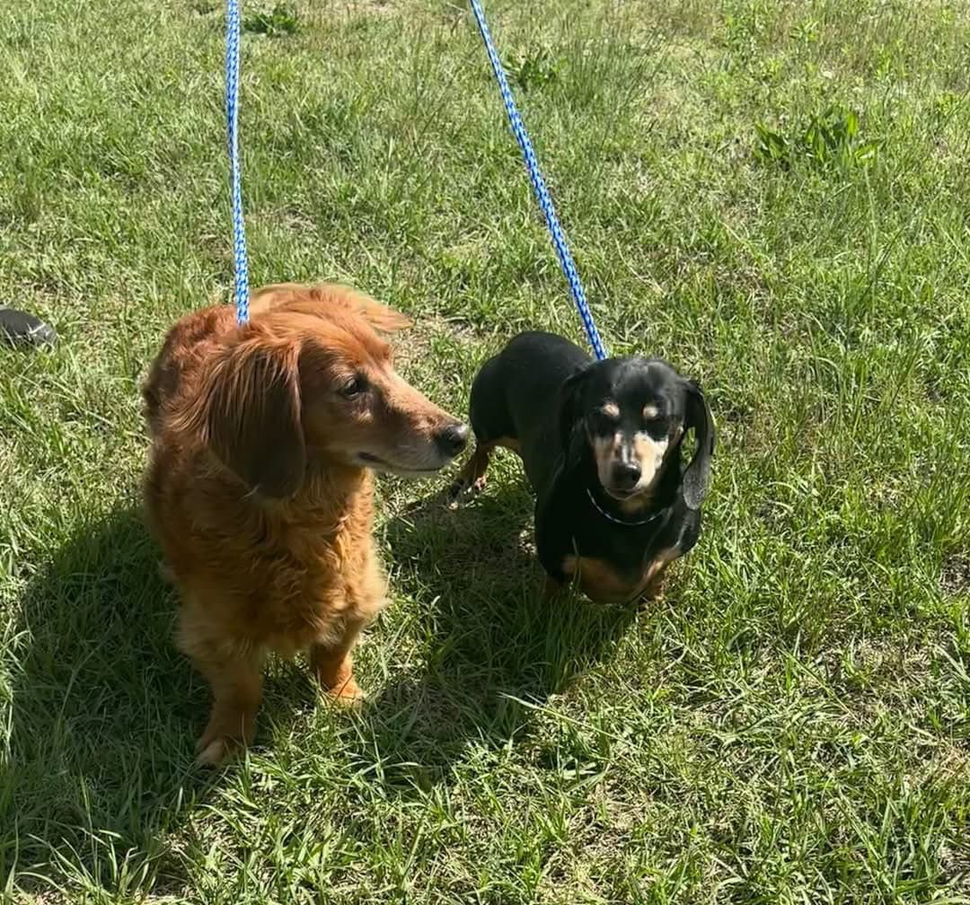 Misty And Rusty Bonded Pair - Dachshund