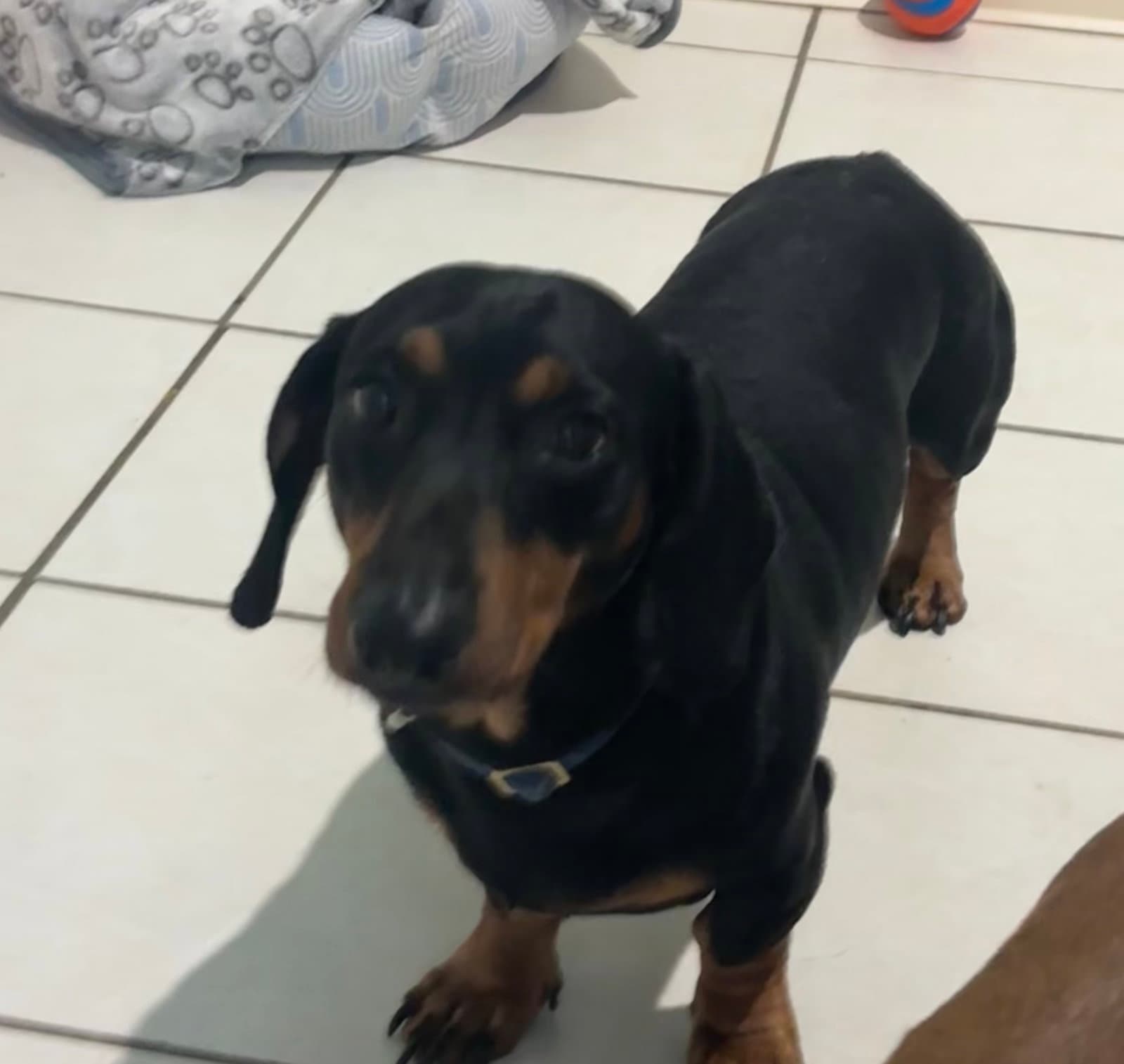 Leroy - Dachshund